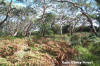 Cape Otway - Forest